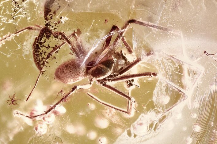 Fossil Spider, True Midge, Springtail & Mites in Baltic Amber #362691